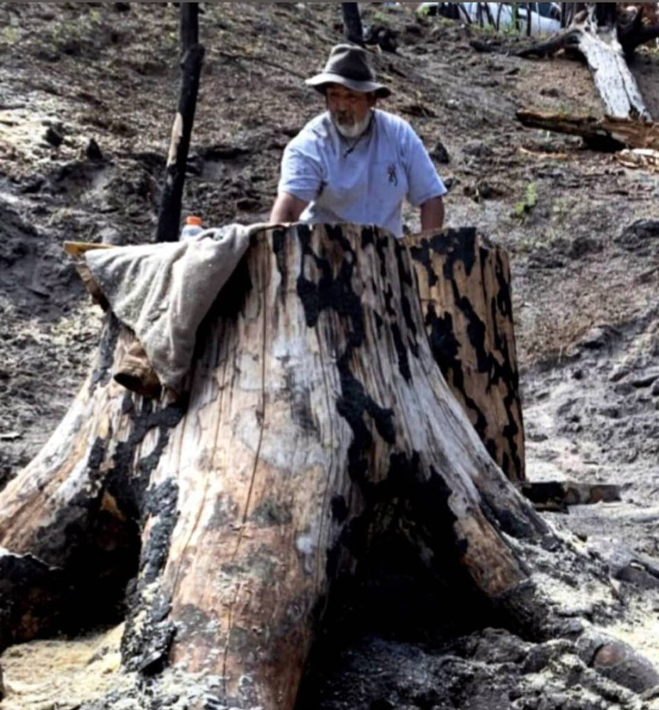 Wood-Harvest-bid